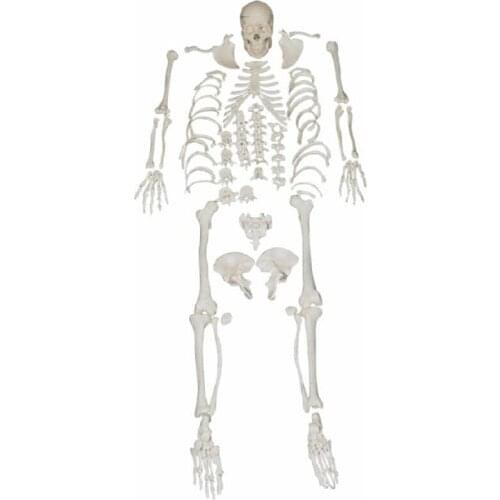 Medical teaching Skeleton Series Disarticulated Skeleton with Skull