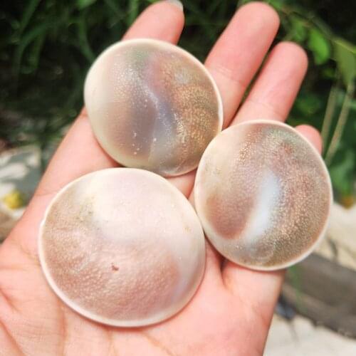 3pcs Natural Shiva Fossil Slice Conch Specimen Sun Shells Crystal MADAGASCAR Reiki Healing