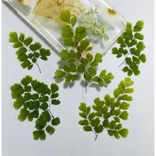 12pcs Pressed Dried Flower Adiantum capillus-veneris L.For Epoxy Resin Jewelry Making Makeup Face Bookmark Nail Art Craft DIY