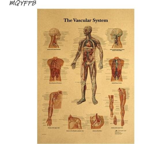 Human Body Structure DiagramVascular SystemKraft Paper Wall Poster Household Goods 42x30cm