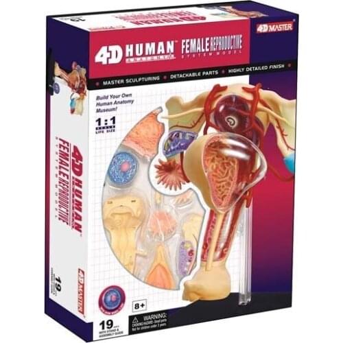 Genuine body human assembly anatomical model female reproductive system model medical teaching model