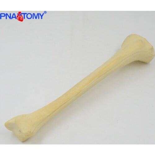 Life size human tibia model Orthopedic instrument demonstration model skeleton medical tool anatomical model for study and test