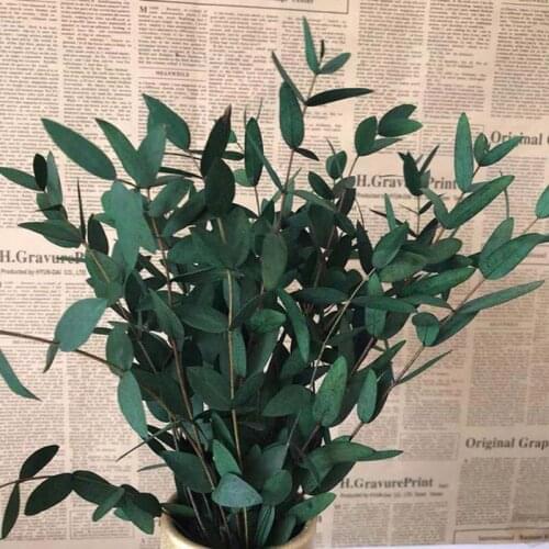 10~30CM/50g Real Nature Preserved Fine Leaf Eucalyptus Bundle,DIY Eternell Leaves Flower Eucalyptus Garland,Home Decor,Wedding
