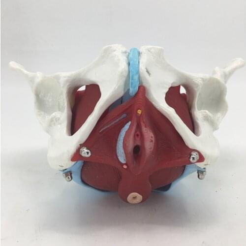 Female Pelvic Uterus Human Pelvic Floor Muscle Model Anatomy Skeleton Trauma Nursing Manikin Training