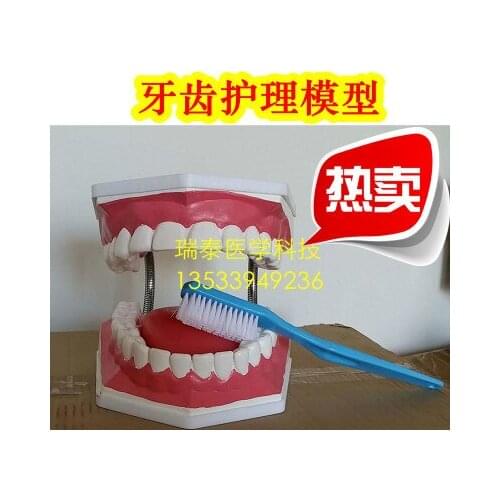 Human model Die full teeth removable Brush teeth practice model Dental teaching free shipping