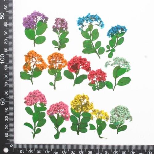 Dried Narcissus Dried Flower Embossed Plant Specimens DIY Epoxy Mobile Phone Shell Pressed Flower Painting Frame Material