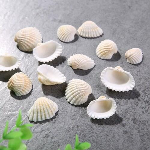 Aquarium Fish Tank Decor Natural White Shell Tank Bottom Setting Aquarium Decoration Supplies 250g/lot