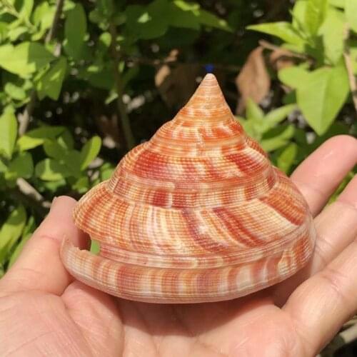 Orange Tower Sea Snail Green Natural Shell Conch Fish Crab Decoration Landscape Gifts Specimens Shellfish Tank Hermit Shell