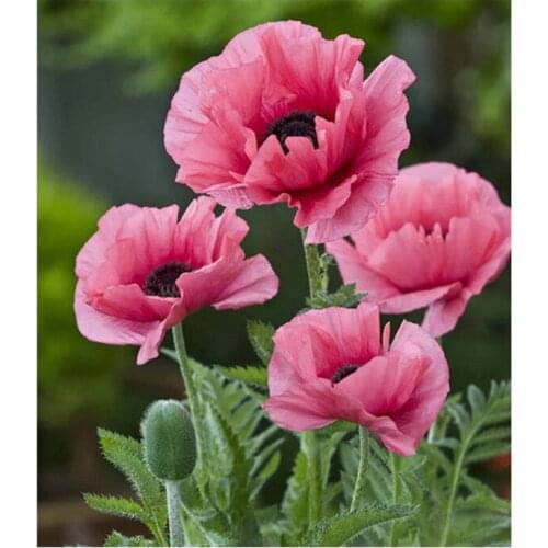 Full Round Drill 5D DIY Diamond Painting "Red Flowers" 3D Embroidery Cross Stitch Mosaic Rhinestone Decor Home Decoration