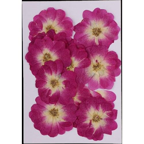 Pink Specimen of Natural Dried Flowers for Wall Decor DIY Art