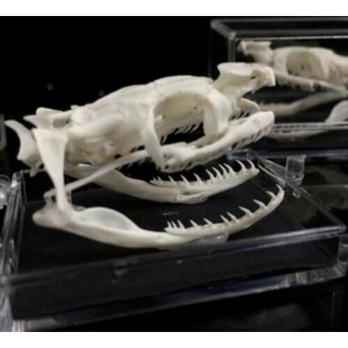 Real Snake Skull Handmade true bone specimen Protease cleaning Ornament Gift Teaching specimen Collectibles Study
