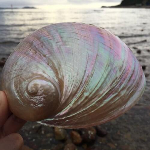 1pcs Polished Abalone Shell Conch Home Decoration Aquarium Landscaping Wedding Landscape Crafts Soap Holder Lucky Decoration