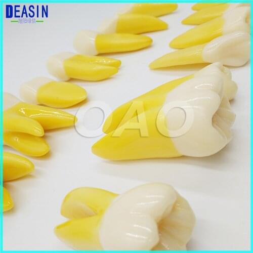 High Quality dental teeth model 4 Times Permanent Anatomical / (Right 14) whole teeth model