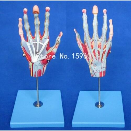 Muscles of Hand with Main Vessels and Nerves model, hand muscles model