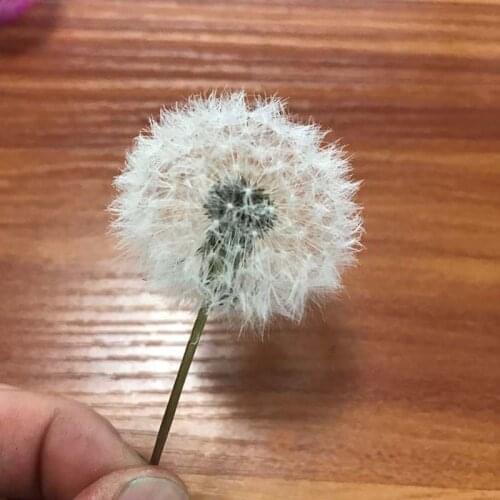 1PCS/3-4CM Head Real Natural Dried Dandelion Flower Heads,Preserved Dandelion Flowers With Fragrance,Immortal Flower Material