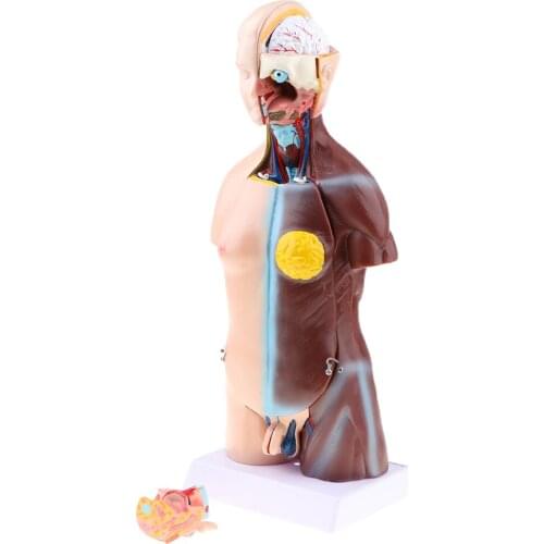 23 Parts Human Body Torso Model - Showing Section of Brain, Heart, Lung, Liver, Skull Cap etc