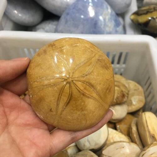 1pcs Natural Polished Starfish Fossil Asteroid Stone Fossils