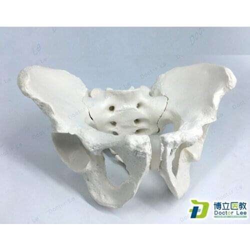 Life Size Human Anatomy Skeleton Male Pelvis Model for Medical Teaching and Learning