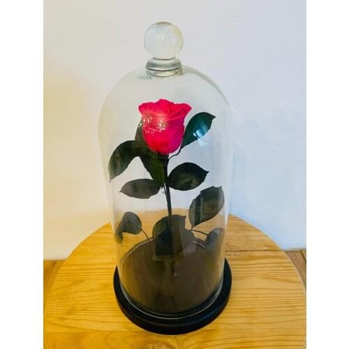RosyBella Decorative Vases