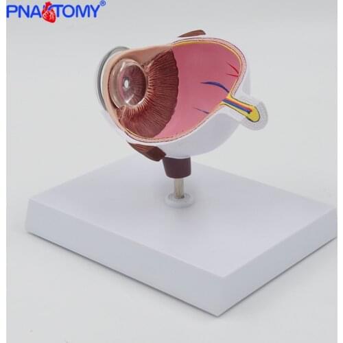 4X Human Eye Anatomy Model Half PVC Eye Anatomical Model Medical Gift Teaching Tool Medical Science Educational Equipment
