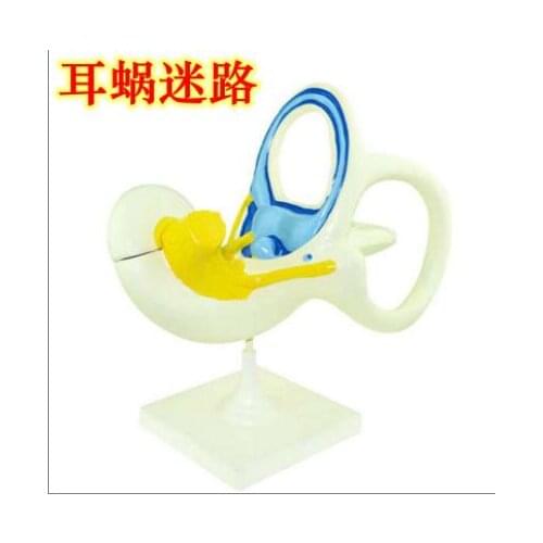 Human inner ear model otosteon Semicircular canal model