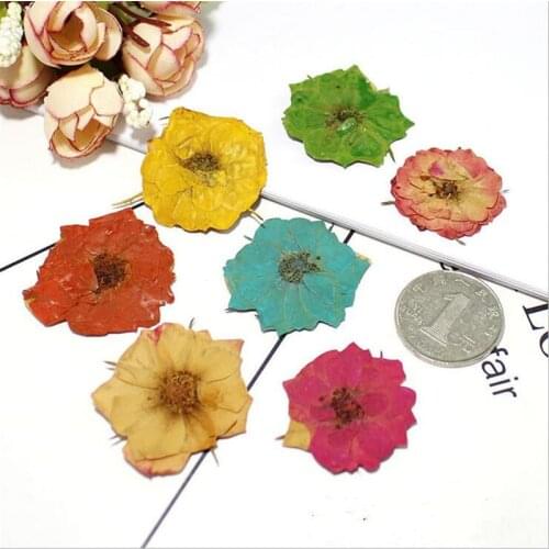6pcs creative natural dried rose flower plant specimen embossed connectors DIY bookmark photo frame painting decoration material