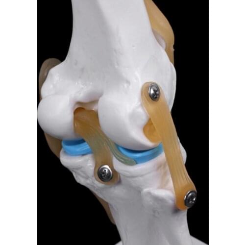 Human Anatomical Knee Joint Flexible Skeleton Model Learning Aid Anatomy