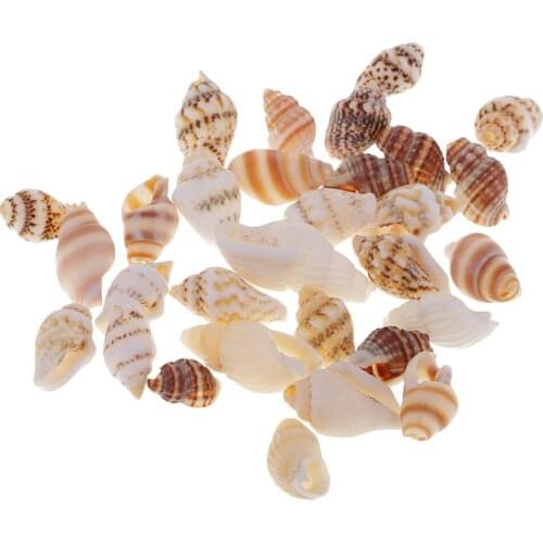 30pcs Party Festival Home Decor Aquarium Decoration Conch Shells Natural Sea Beach Shell Conch Seashells For DIY Candles Crafts