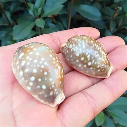 White Star Bao Conch Natural Conch Shell Aquarium Fish Tank Landscaping Decoration Rare Specimen Conch Window Design Collection