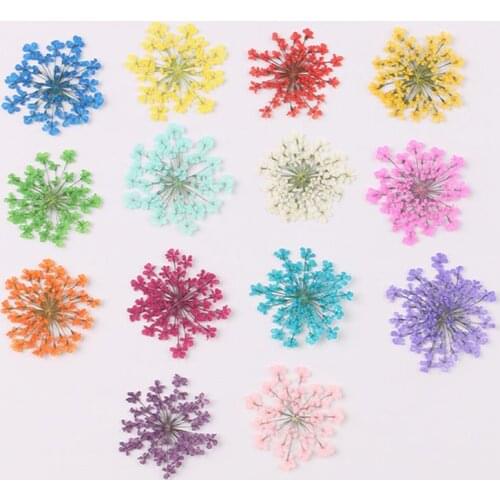 12pcs Pressed Dried Ammi Majus Flower Dry Plants for Epoxy Resin Pendant Necklace Jewelry Making Craft DIY Accessories