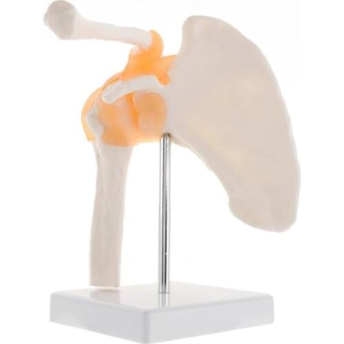 Functional Anatomical Life Size Human Anatomy Skeleton Shoulder Joint Bone Muscle Model For Teaching Study Tool