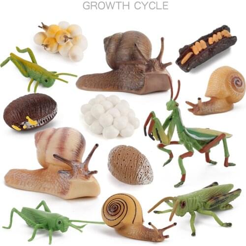 4Pcs/Set Insects Life Cycle Figurines Early Cognitive Educational Attractive Interactive Multifunctional Model Ornament
