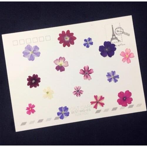 60pcs Natural Pressed Dried Mixed Verbena Flower Plant Herbarium For Jewelry Postcard Bookmark Phone Case Invitation Card DIY