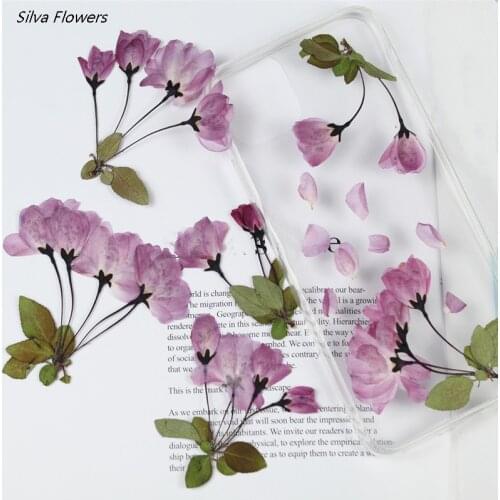 Begonia Flower Dry Flower Embossing Plant Specimen Dried Flowers Embossing Botany Specimen DIY Manual Decoration Petal Candles