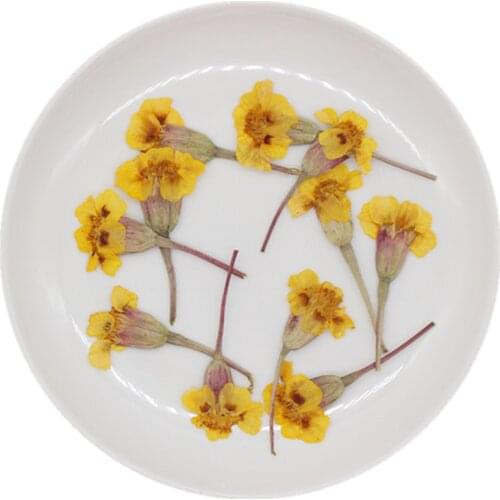 24pcs/pack Tagetes Patula Pressed Dried Flowers for Resin Natural Dried Flower for Resin Jewelry Making Soap and Candle Making