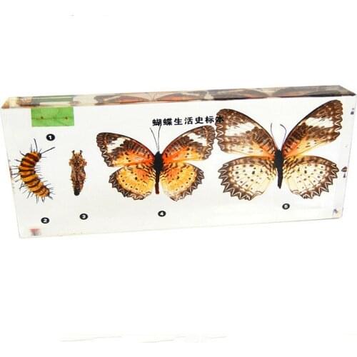 Butterfly growth specimen Science popularization teaching products of real insect specimens in Natural Science Education STEAm