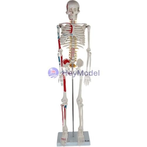 HeyModel Artificial Skeleton Model with One-side Painted Muscles