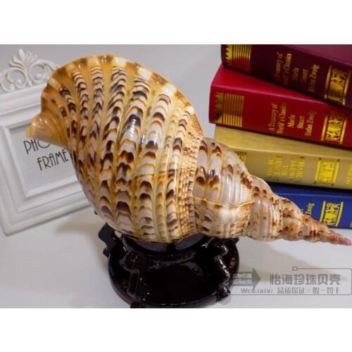 Superlarge conch shell snail Photographic props Natural shell conch corals Sea star Wedding statues Home wedding decoration dies