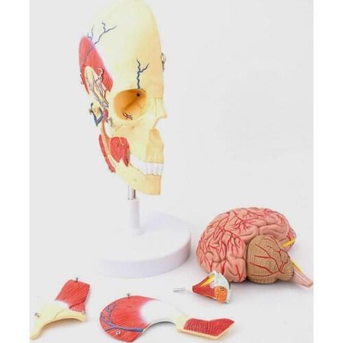 MDCD human masticatory muscle model skull attached brain model skull brain model
