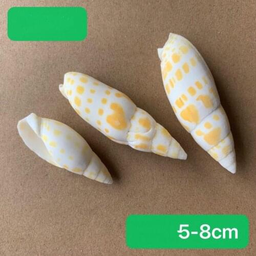 Natural Small Natural Shell Conch Beach Wedding Decoration Coastal Home Decoration