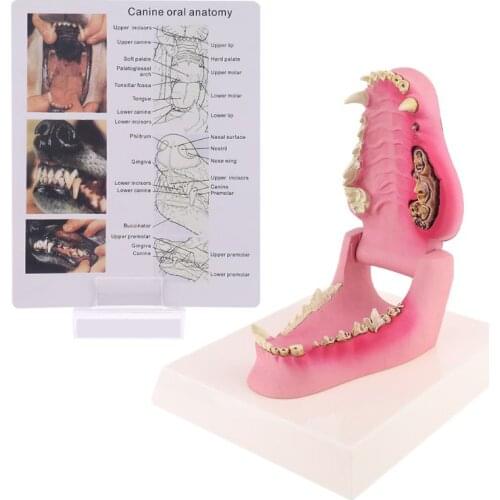 Dog Tooth Anatomy Model Canine Veterinary Animal Skeleton Veterinary Teaching