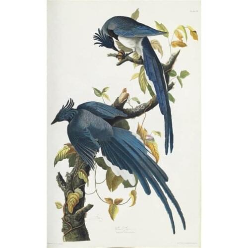 More style Columbia Jays Vintage Bird Illustration Art Print Silk Poster Home Wall Decor 24x36inch