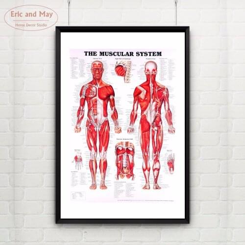The Muscular Body System Canvas Art Print Painting Poster Wall Pictures For Room Decoration Home Decor No Frame