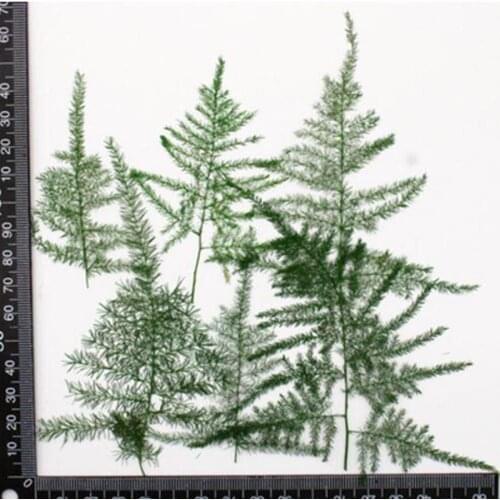60pcs 8-12cm Dried Pressed Asparagus Setaceus Flower Plant Herbarium For Jewelry Postcard Invitation Card Phone Case Making DIY