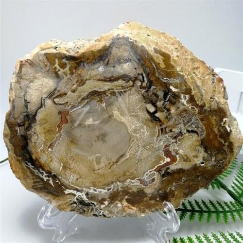 Natural stones and minerals crystal woodstone fossil tree for coaster reiki crystal wooden tree fossil madagascar cup cushion