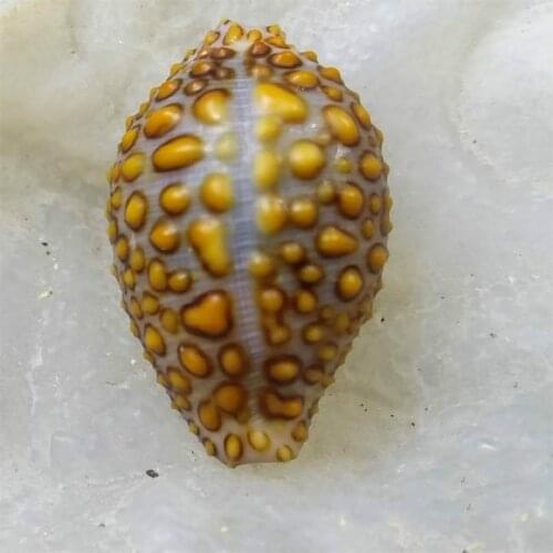 Rare seashell Natural Starfish Seashell Beach Craft Natural Sea Stars DIY Beach Wedding Decoration Resin Art Crafts