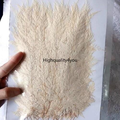 120pcs 4-7cm Pressed Dried White Stenoloma Chusanum Leaf Flower Plants Herbarium For Jewelry Phone Case Bookmark Postcard Craft