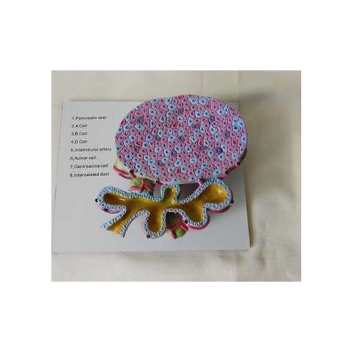 Magnified 100 times Pancreatic gland cell model anatomical model medical teaching model Glandular cell model of human pancreas