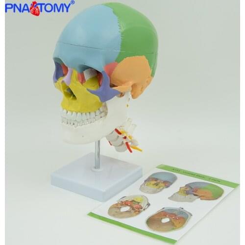 Skull with colored bones cervical vertebra sculpture skeleton anatomy with nerves and blood vessel life size detachable medical