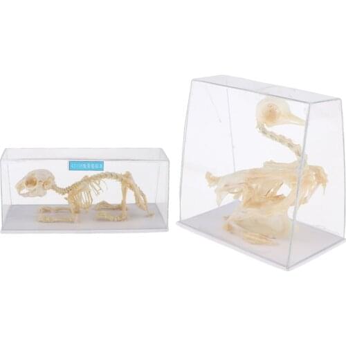 Animal Specimen Pigeon & Rabbit Skeleton Biology Teaching Aids Collectible